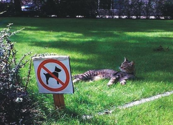 a.aaa-Cat-dream.jpg