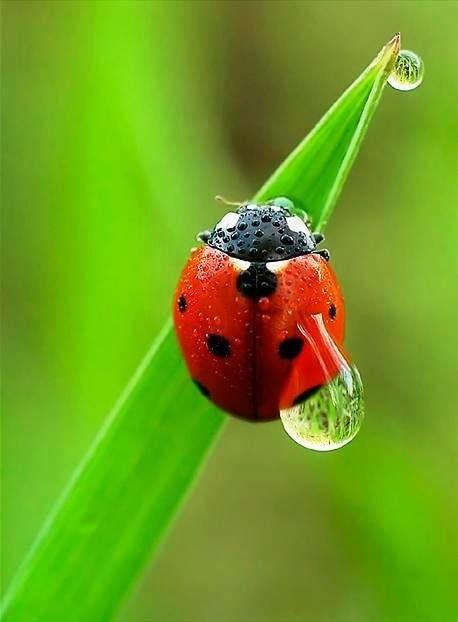 a.baa-A-parfect-catch-of-ladybug.jpg