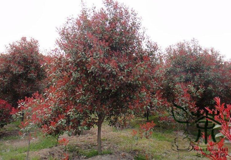 a-de-Las-Ros-ceas-Fraseri-Photinia-Semillas-300-unids-Planta-Ornamental-Fraser-Photinia-Semillas.jpg