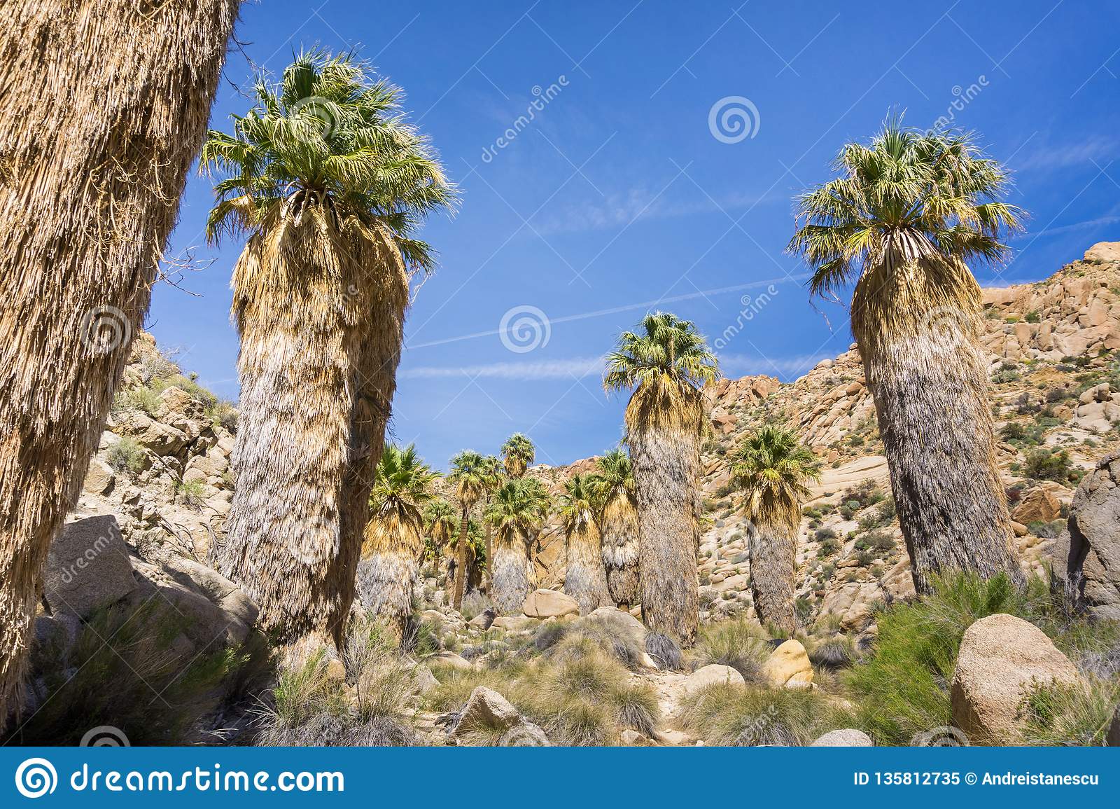a-fan-en-el-oasis-perdido-palmas-un-punto-que-camina-popular-joshua-tree-national-park-135812735.jpg