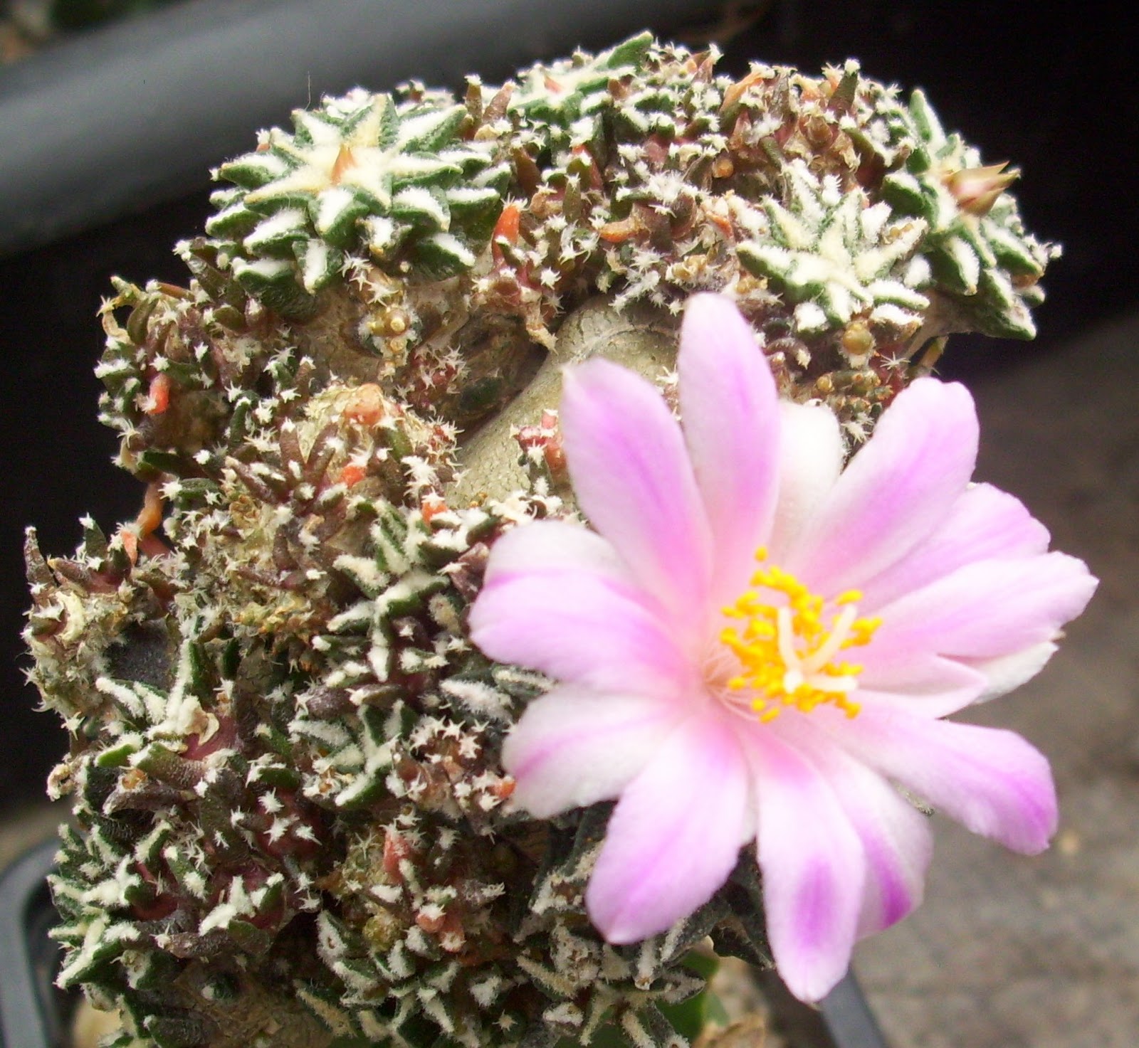 A.kotschoubeyanus+monstrouso.JPG