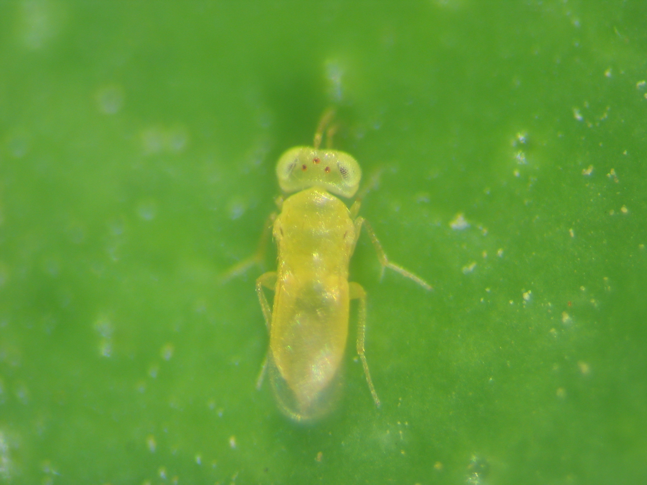 A.-melinus-1.jpg