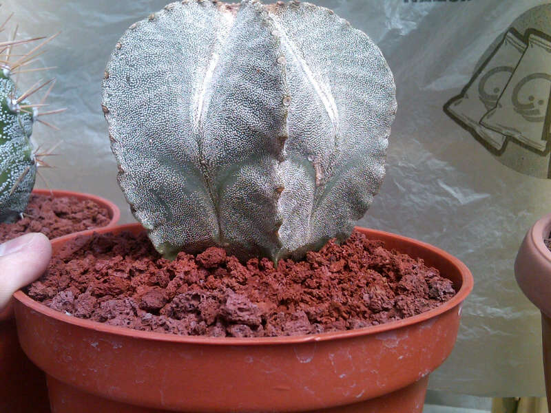 a-myriostigma-misc001.jpg