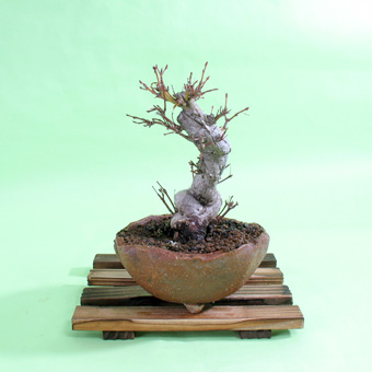 a00011-m01-1.jpg