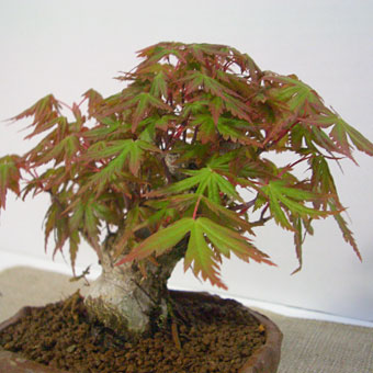 a00011-m04-2.jpg