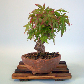 a00011-m05-3.jpg