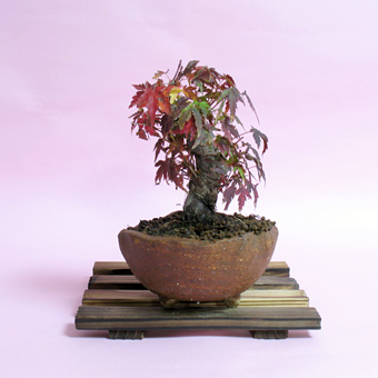 a00011-m12-1.jpg