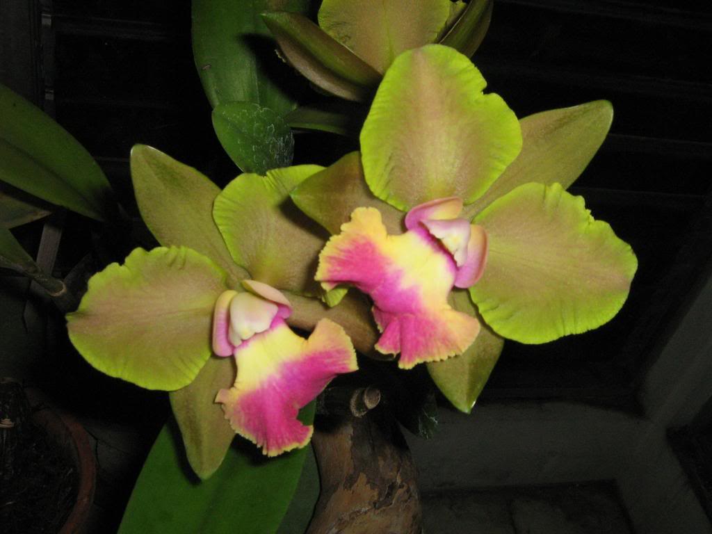 a030.jpg