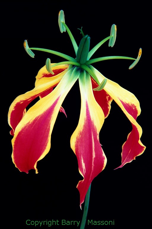 a07_30_2001Neg35GLilyMed.jpg