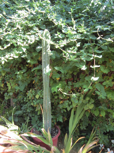 a09jwx.jpg