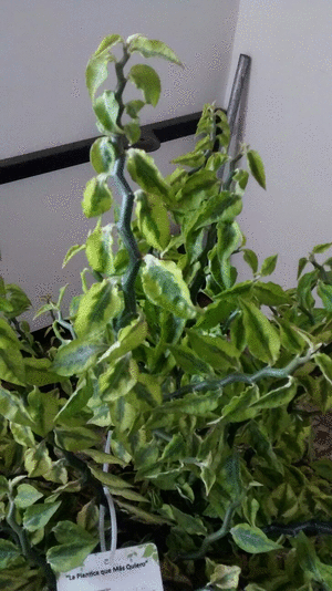 a1bbaccbe24f6ade6bb5914a87030d70.gif