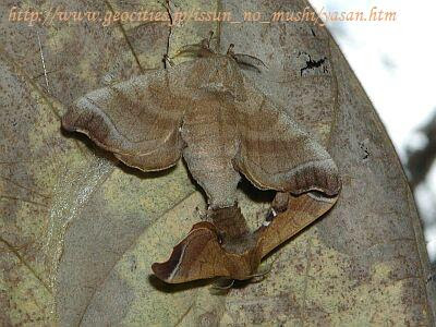 A1Bombyx_mandarinap.jpg