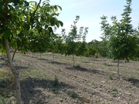a1ph.jpg