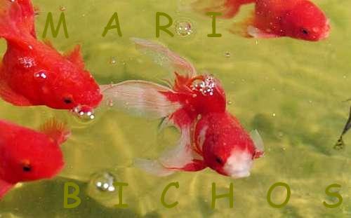 a3c303fab80ca9378bd6bd68aab9ba38o.jpg