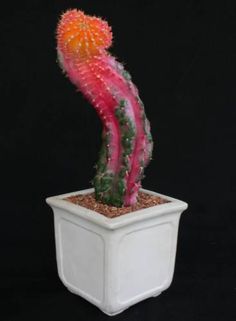 a5d10c421307929ef7736b224efe5ed6--cv-cactus.jpg
