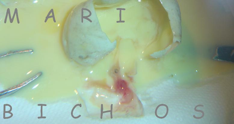 a6ce9d11b0cb4aaab9b3312e6b26291eo.jpg