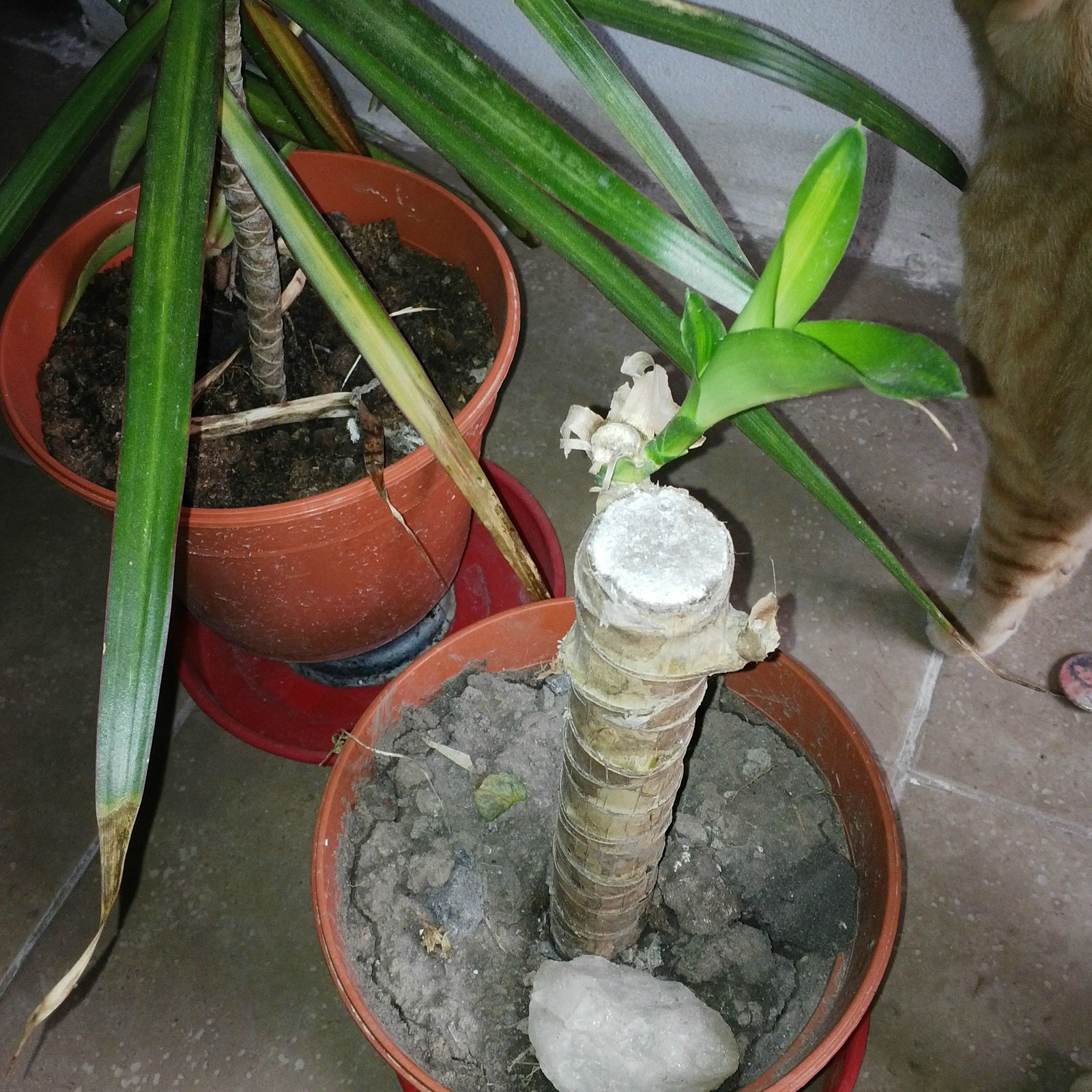 A6o55F8.jpg