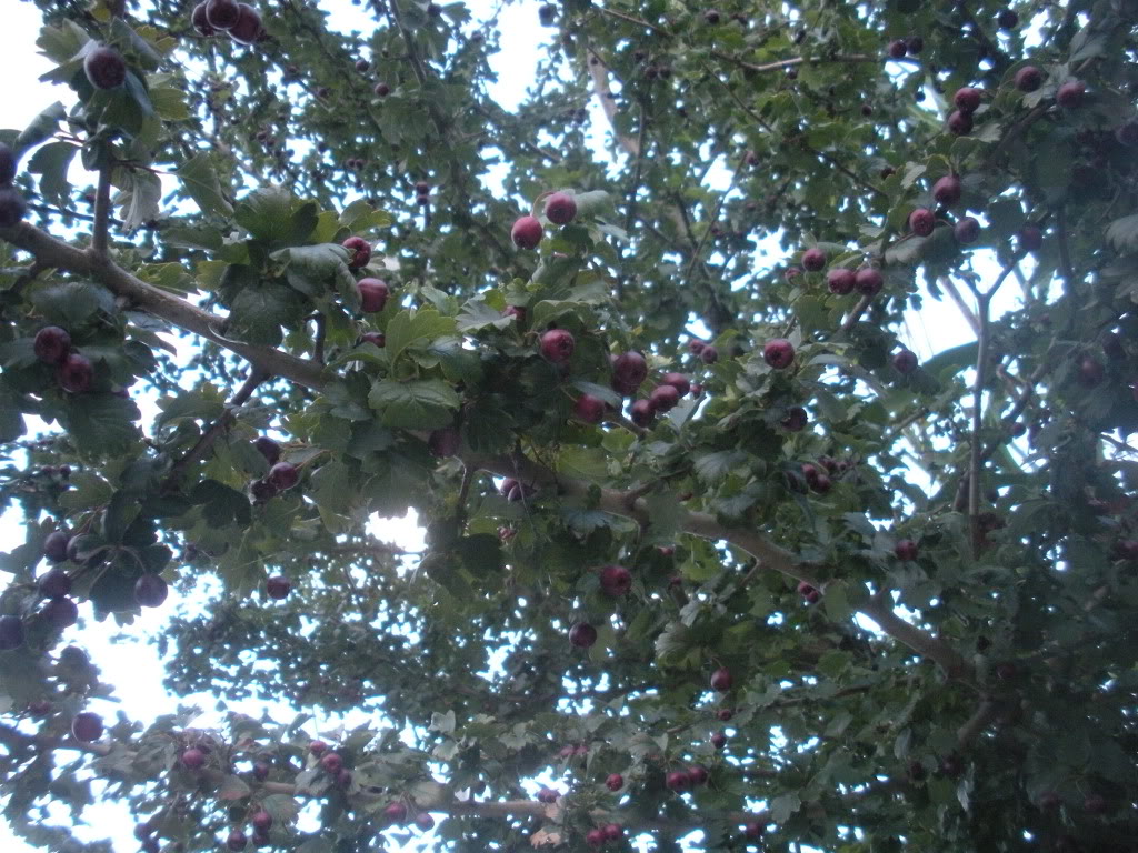 a754e14c.jpg