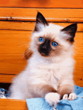 a7ee4c1a.gif