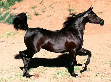 a9xtl1.jpg