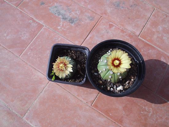 A_asterias_floreciendo.JPG