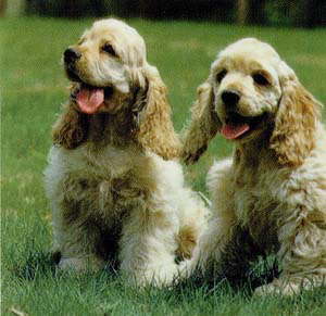 a_Cocker_Spaniel_Dog.jpg
