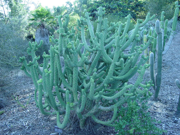 a_cylindrica_a_600.jpg