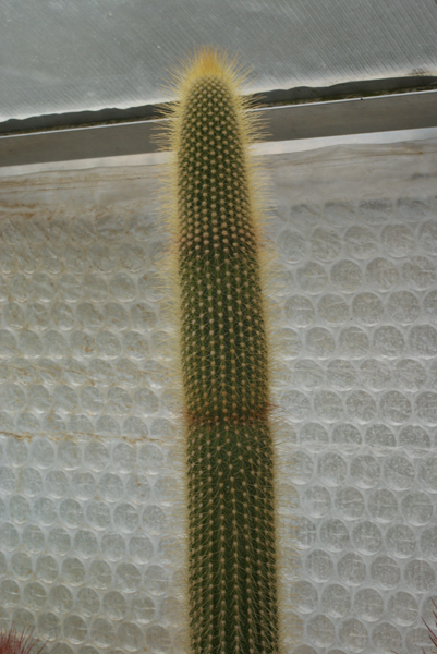 a_marylanae_b_600.jpg