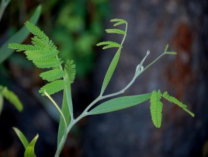A_melanoxylon-300x227.jpg