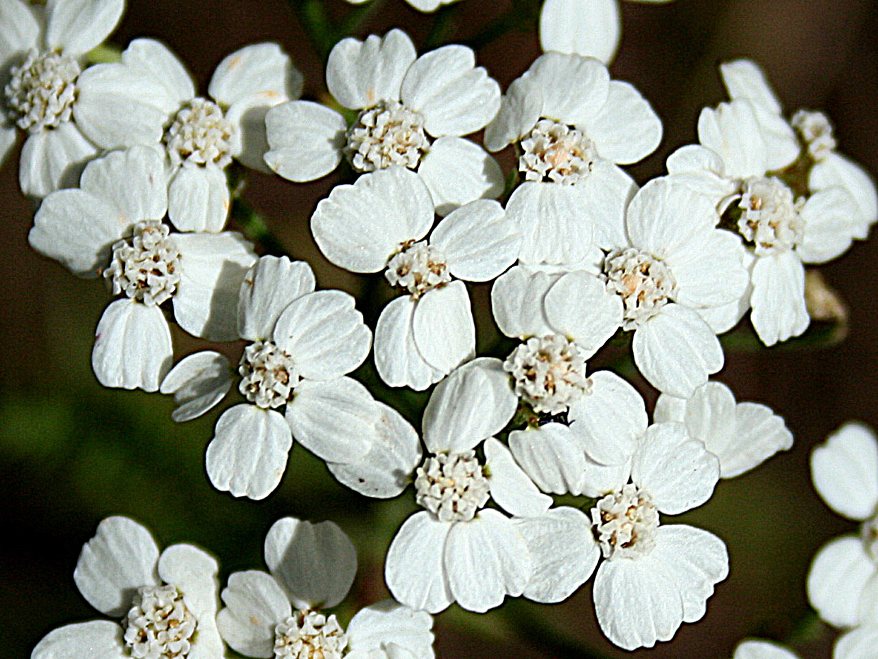 a_millefolium1.jpg