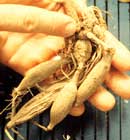 a_raices_tuberosas.jpg