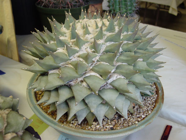 a_retusus_a_600.jpg