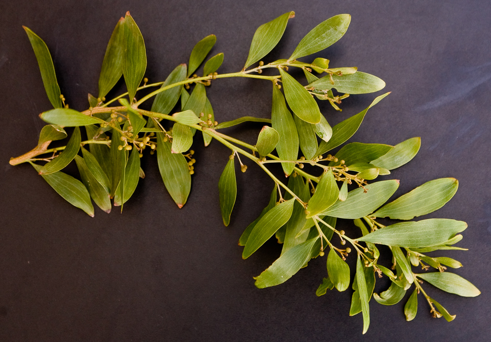 AA.-Acacia-melanoxylon-leaves-and-flowerbudAdam.jpg