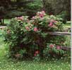 aa-rosa-rugosa-2.jpg