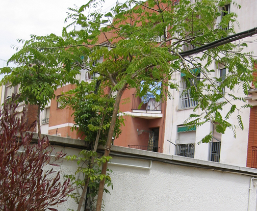 AA11ARBOL.jpg