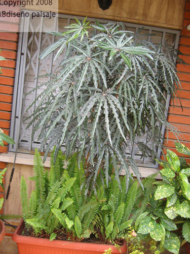 AA12ARALIA_ELEGANTISIMAIMG_04421.jpg