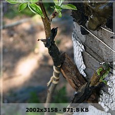 aad23b5ee8a38acb9c9485500d3a103eo.jpg