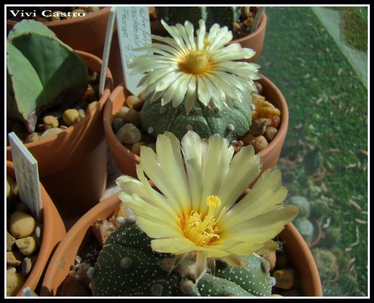 Aasteriasmayo20123.jpg