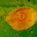 aaurantiio2150x150jpgpa.jpg
