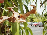aauric02.jpg