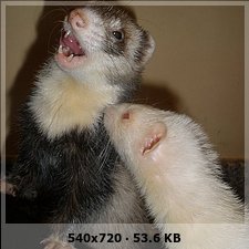 ab1a3edfbdfeddcb29c101d72dc0b83ao.jpg