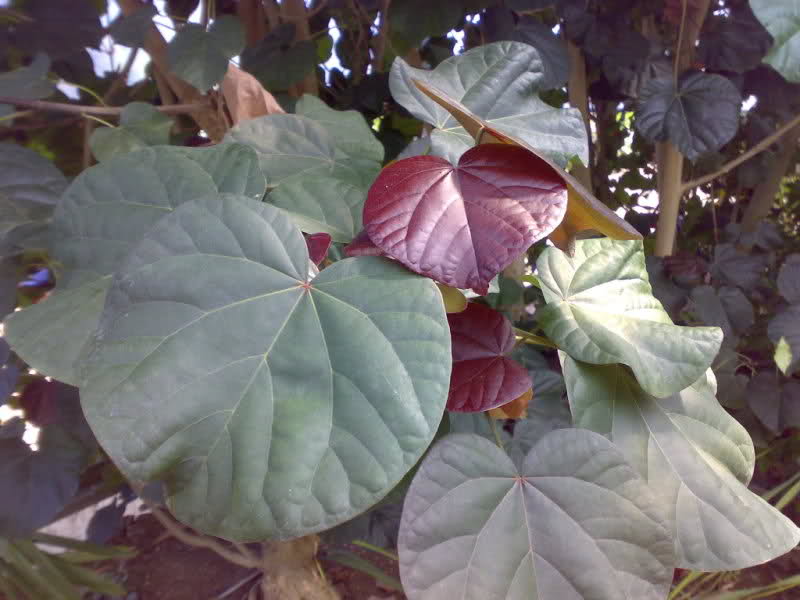ab6qyu.jpg