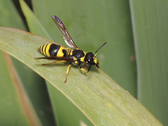 ab_ancistrocerus_gazella_2017_04.jpg
