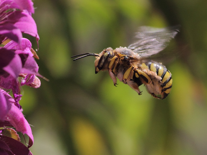 ab_anthidium_florentinum_2014_01.jpg