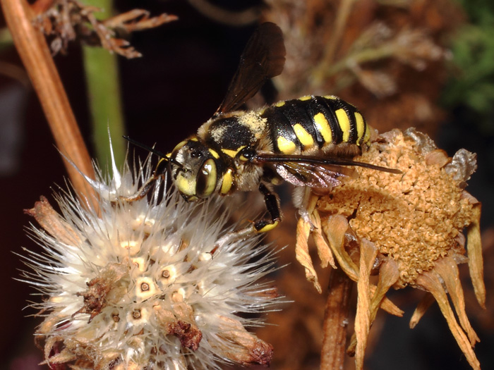 ab_anthidium_florentinum_2017_01.jpg