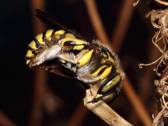 ab_anthidium_florentinum_2017_02.jpg