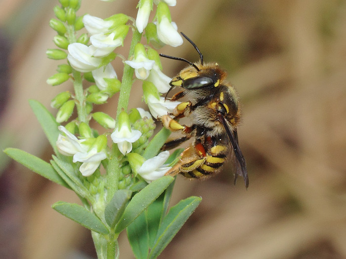 ab_anthidium_florentinum_2018_02.jpg