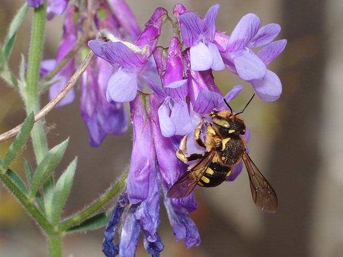 ab_anthidium_florentinum_2018_04.jpg