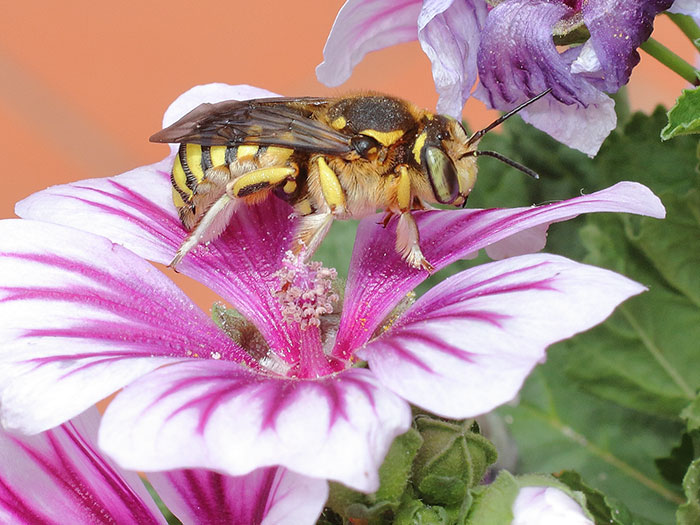 ab_anthidium_florentinum_2018_07.jpg