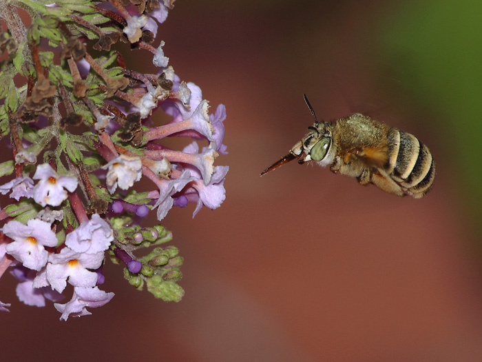 ab_anthophora_bimaculata_2016_02.jpg